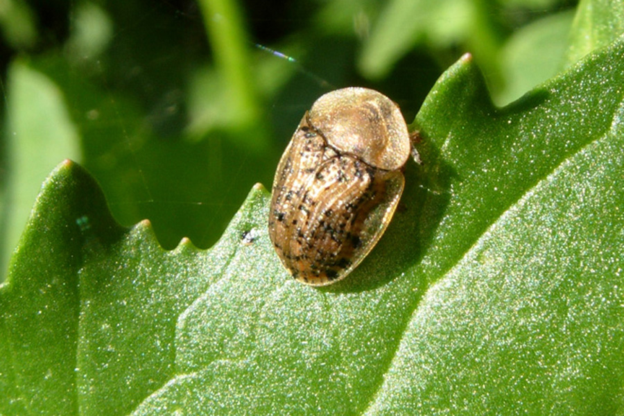 Cassida nebulosa?